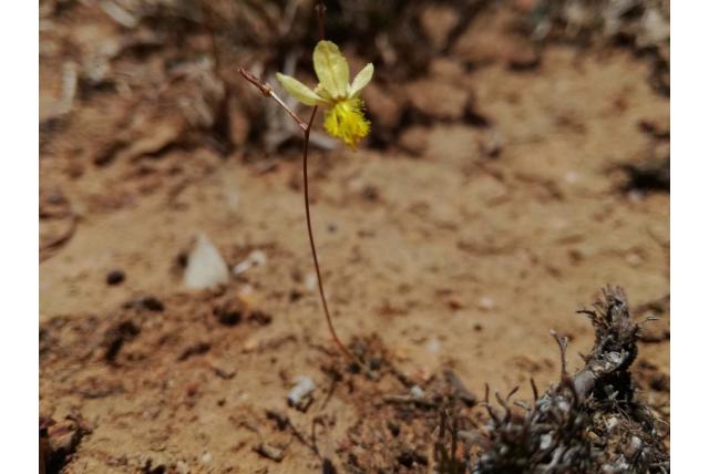 Ina Marx' bulbine