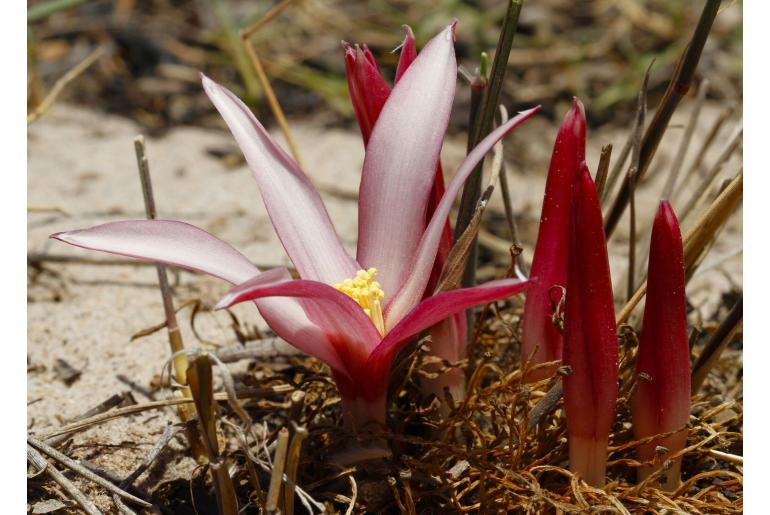 Gethyllis ciliaris -18218