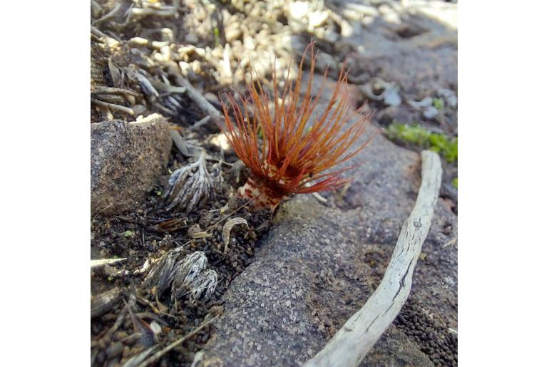 Gethyllis verticillata -18220