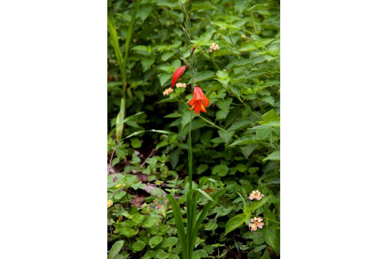 Gladiolus decoratus -18221