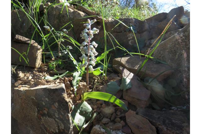 Bolus' lachenalia