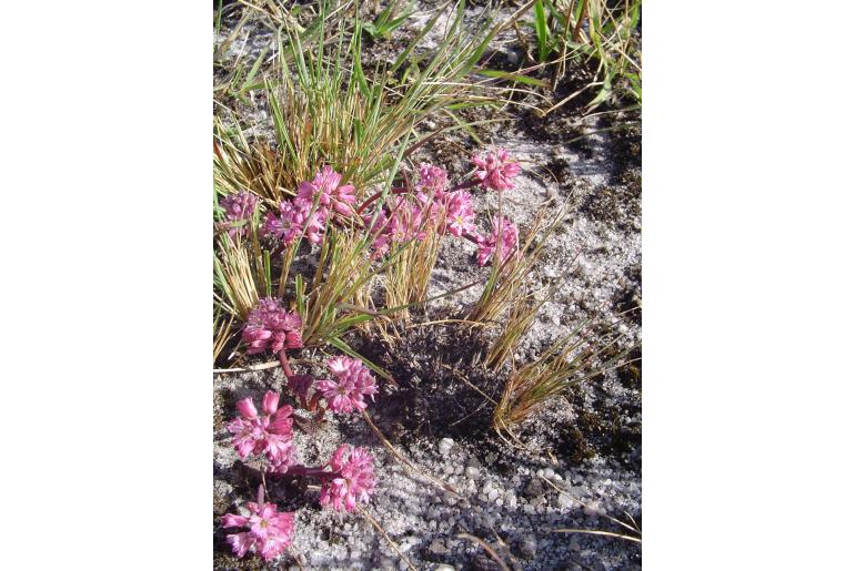 Ledebouria galpinii -18225