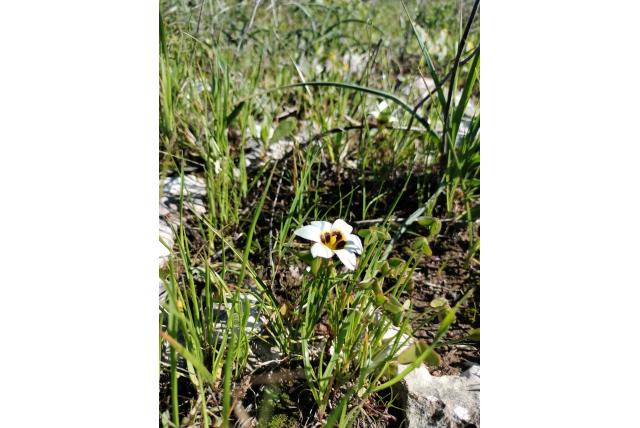 Barker's romulea
