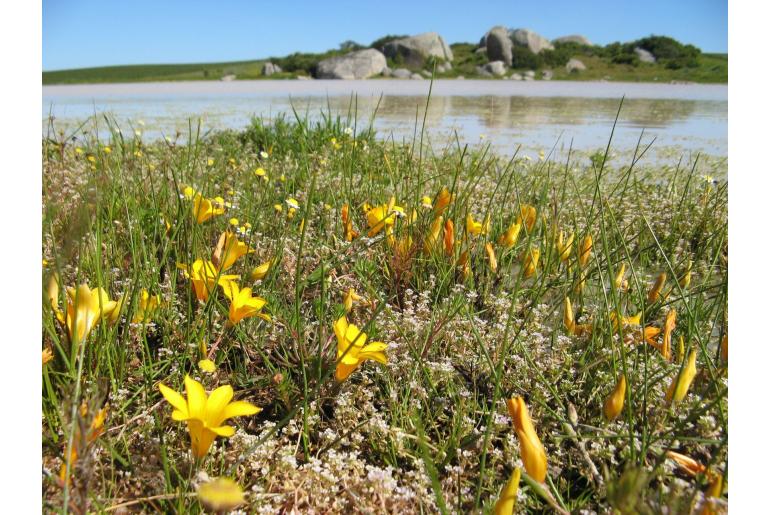 Romulea saldanhensis Romulea saldanhensis -18233