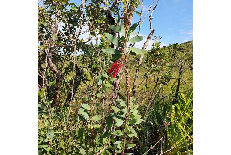 Melaleuca polandii -18250