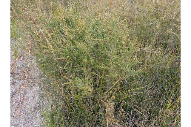 Kleinbladige theeplant