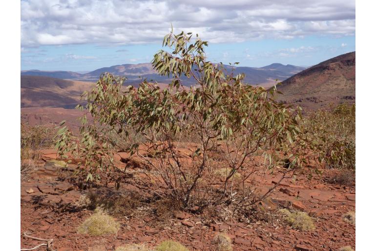 Eucalyptus kingsmillii 18254