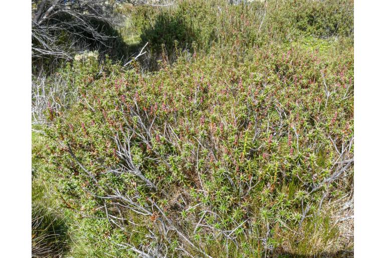 Richea gunnii&nbsp;18266