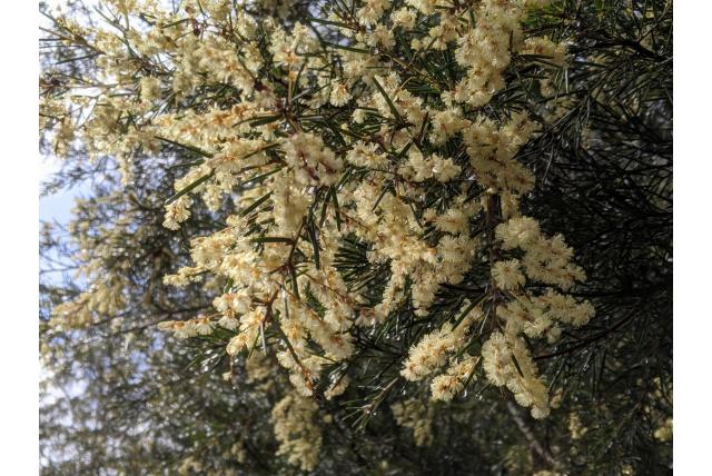 Derwent's acacia
