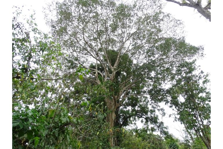 Terminalia oblonga 18273