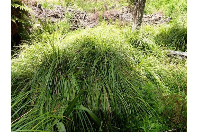 Carex lessoniana -18275