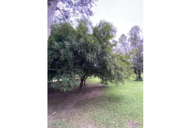 Amorpha-achtige Alvaradoa