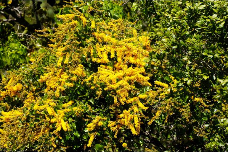 Barklya syringifolia -18283