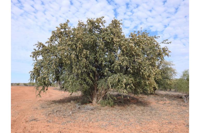 Lysiphyllum gilvum -18284