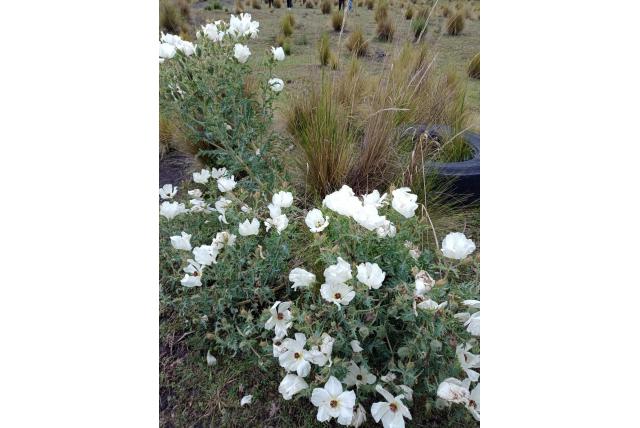 Kuifpapaver