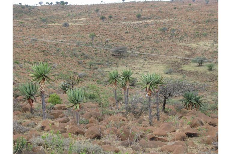 Aloe spectabilis -18296