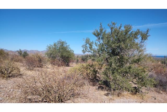 Netelwolfsmelk van Arizona