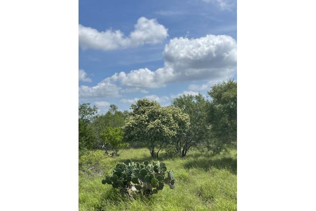 Texas ebbenhout