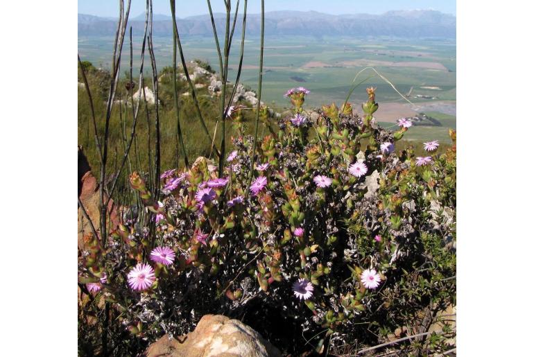 Lampranthus profundus 18343