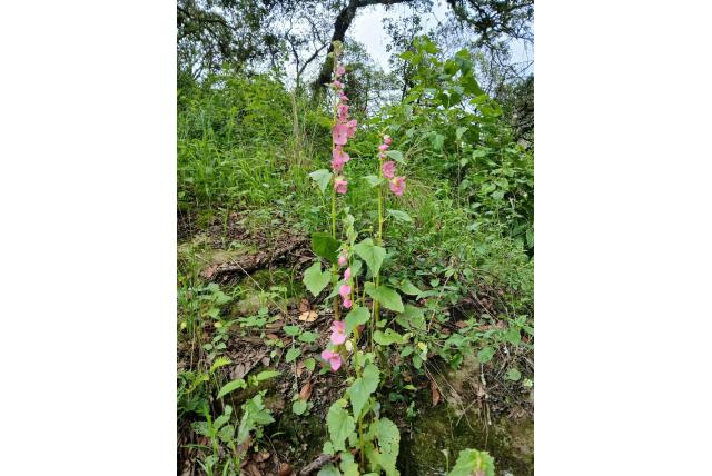 Bevallige begonia