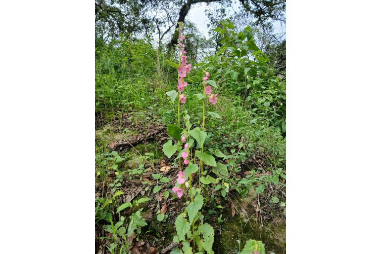 Begonia gracilis -18351