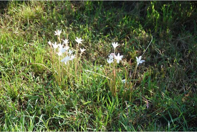 Traub's Westenwindbloem