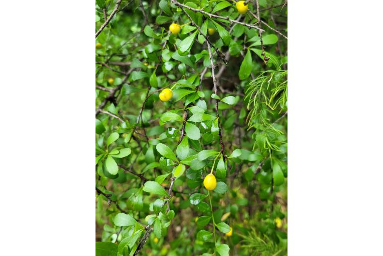 Gymnosporia swazica&nbsp;18362