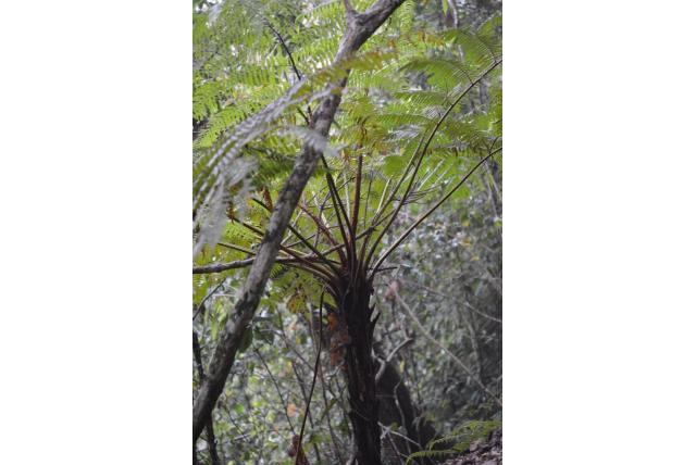 Stekelige boomvaren Stekelige boomvaren