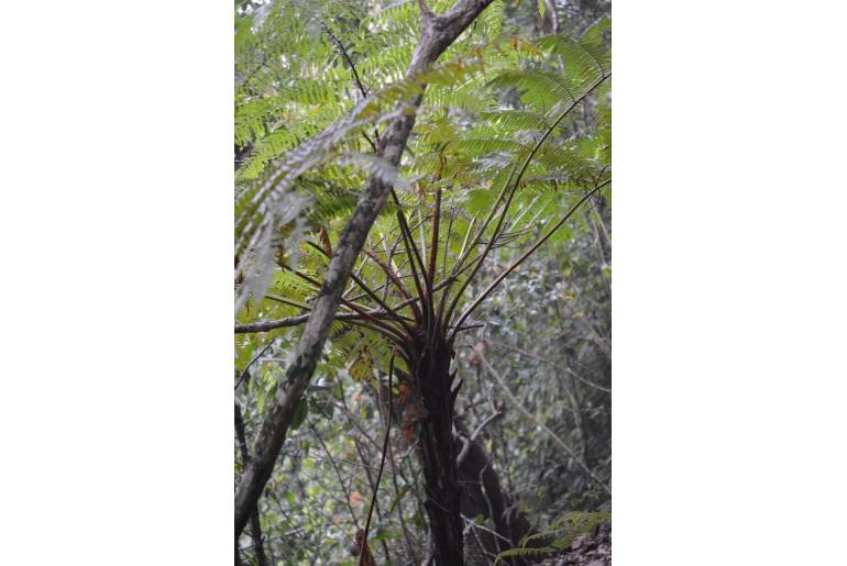 Sphaeropteris horrida 18362