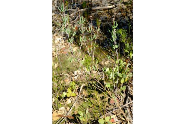 Paarse lampranthus Paarse lampranthus