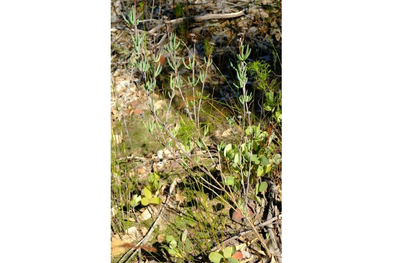 Lampranthus purpureus 18364