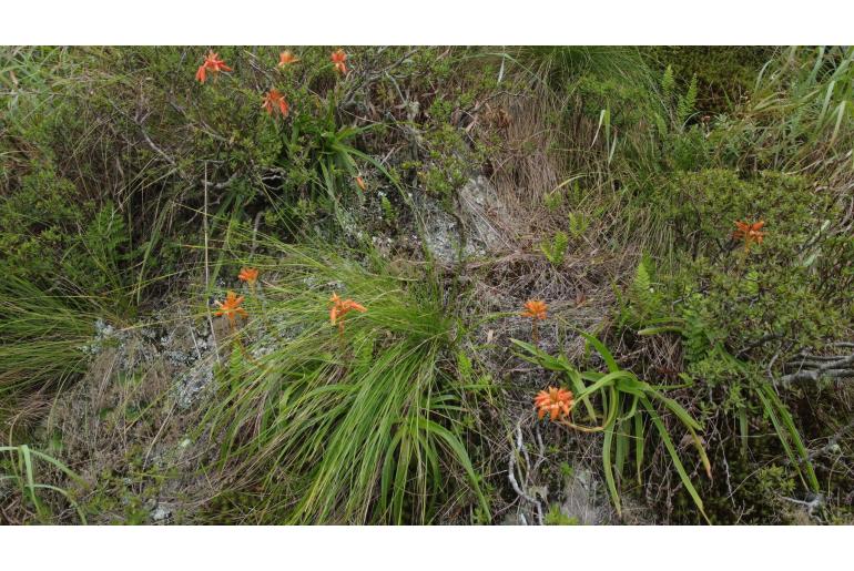 Aloe condyae&nbsp;18368