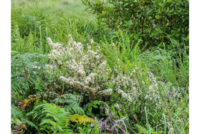 Szyszylowicz' gymnosporia