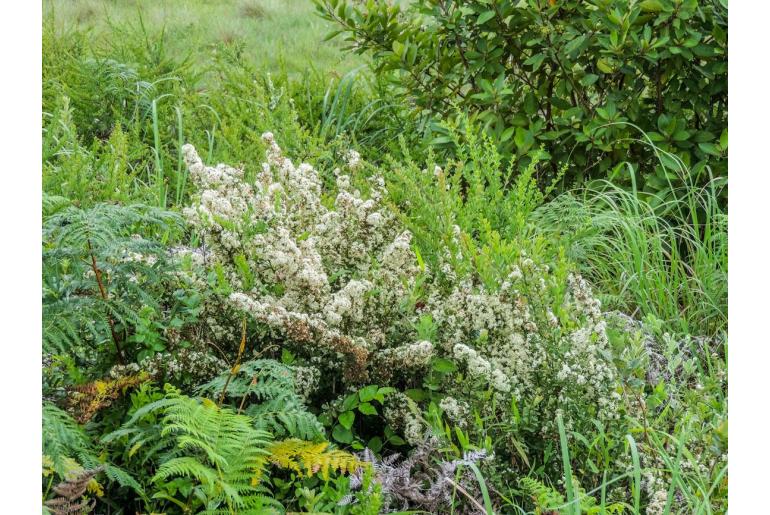 Gymnosporia szyszylowiczii&nbsp;18368