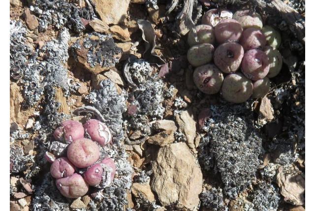 Afgesneden conophytum