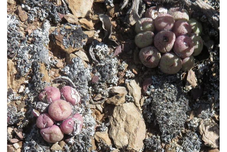 Conophytum truncatum ssp truncatum 18371