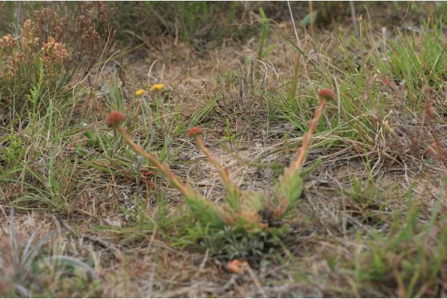 Harige crassula