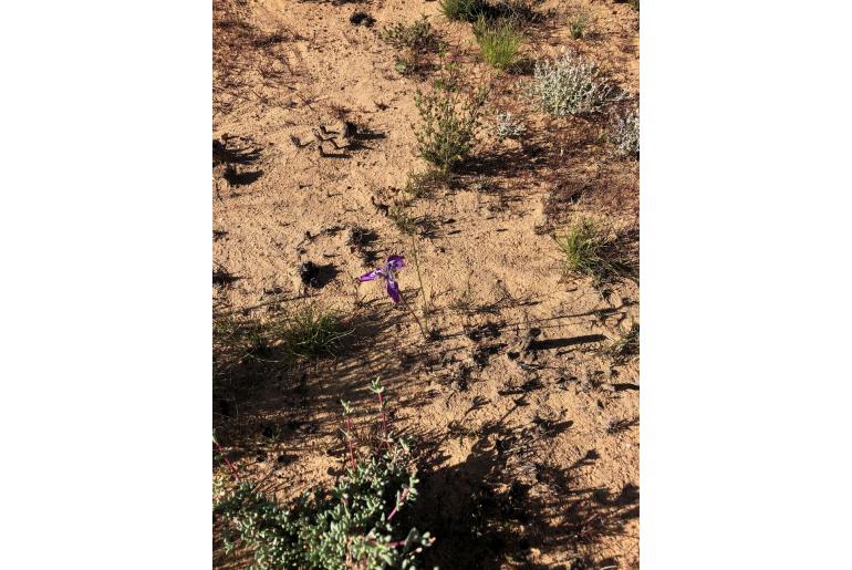 Moraea cuspidata -18381