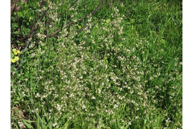 Grasbladige melasphaerula