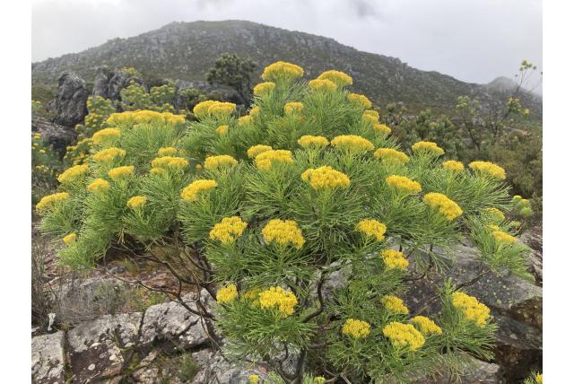 Hymenolepis met crithmumachtige bladeren