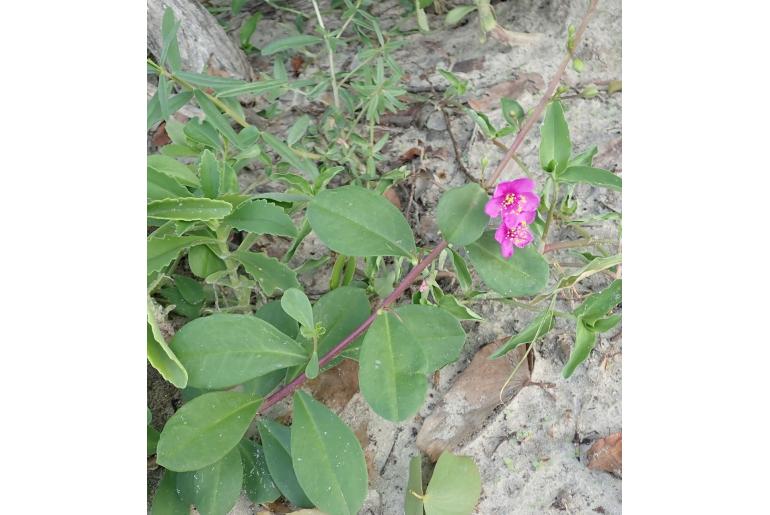Talinum portulacifolium 18387