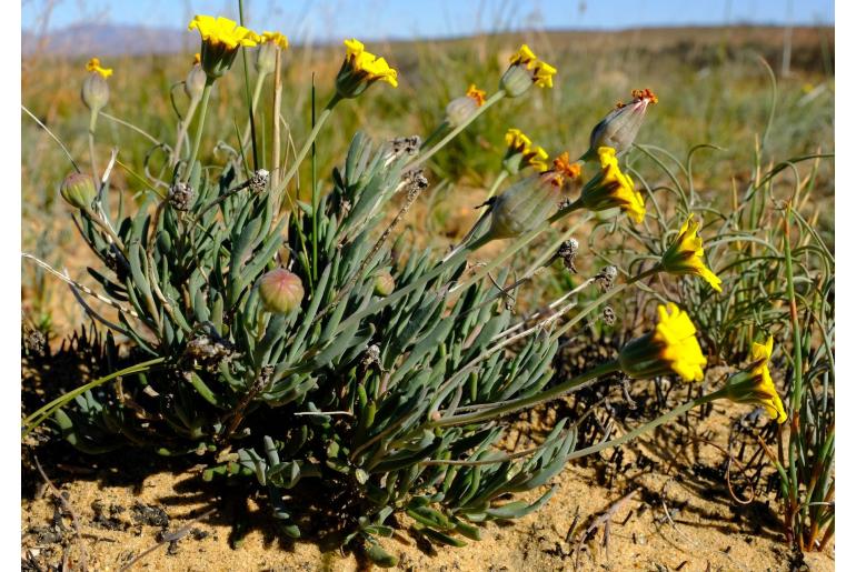 Othonna humilis 18388