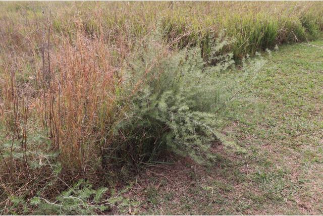 Larix-achtige asperge