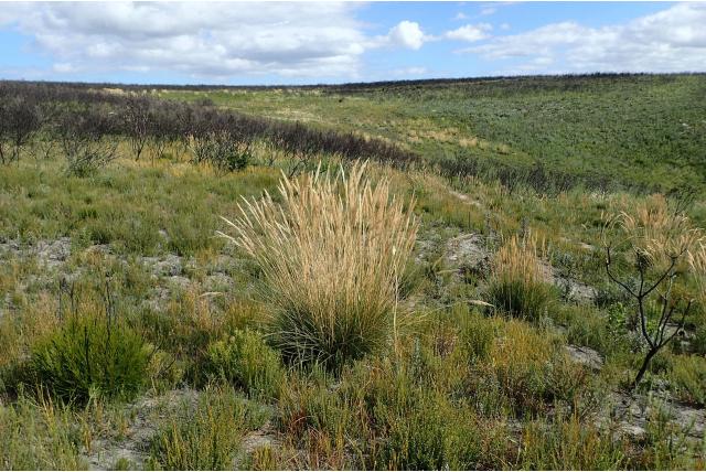 Rietachtige capeochloa