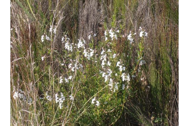 Knikkende chascanum