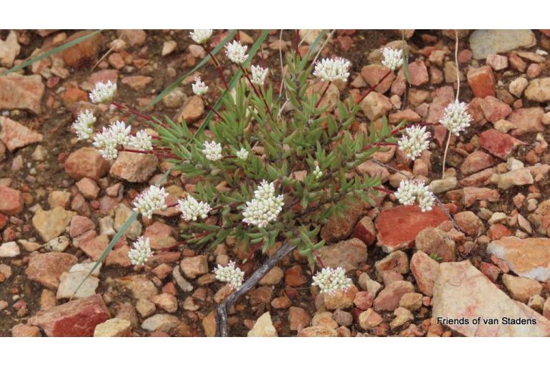 Crassula tetragona ssp acutifolia 18392