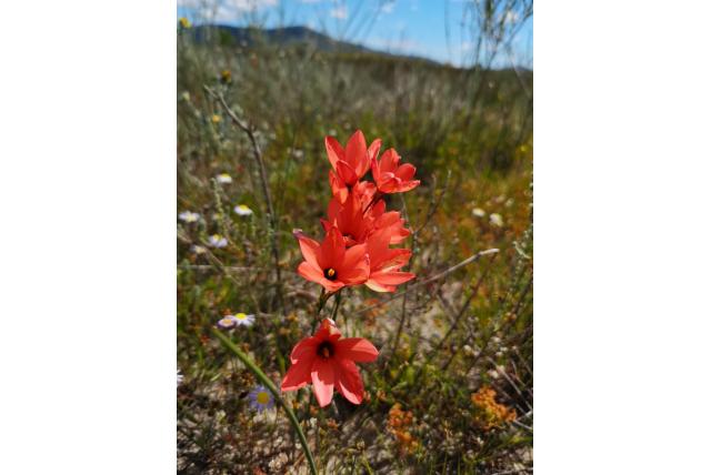 Dunbladige avondbloem