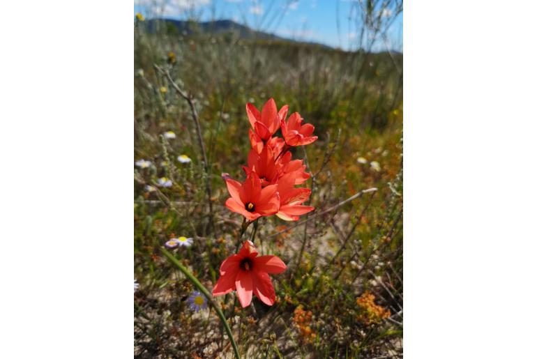 Ixia tenuifolia 18397