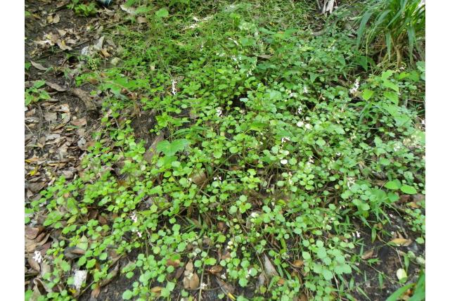 Glanzend mottenkruid