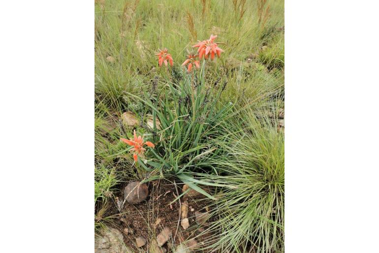Aloe verecunda -18407